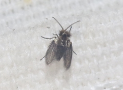 Trichomyia