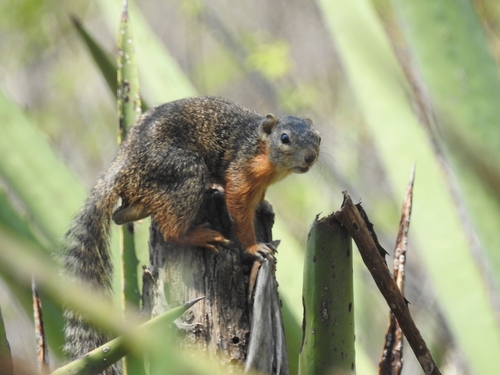 Ring-tailed Ground Squirrel