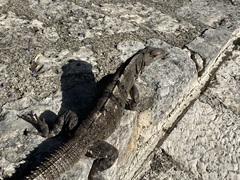 Ctenosaura similis