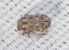 Pachybrachis texanus