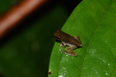 Dendropsophus minutus