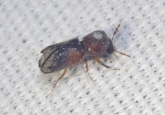 Xylobiops texanus