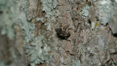 Cryptorhynchus fuscatus