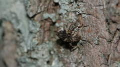 Cryptorhynchus fuscatus