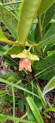 Duguetia furfuracea