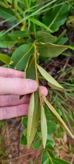 Duguetia furfuracea