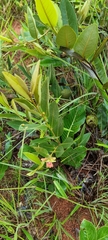 Duguetia furfuracea