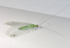 Leucochrysa explorata