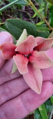 Duguetia furfuracea