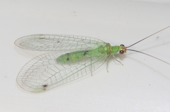 Leucochrysa explorata