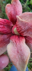 Duguetia furfuracea