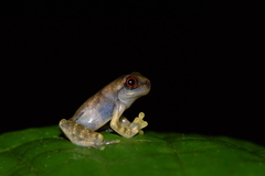 Dendropsophus minutus