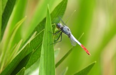 Planiplax erythropyga