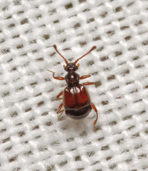 Rybaxis longicornis