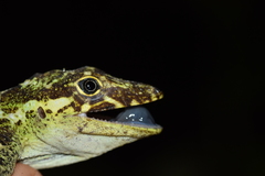 Anolis podocarpus