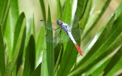 Planiplax erythropyga