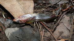 Aphredoderus