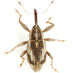 Anthonomus elongatus