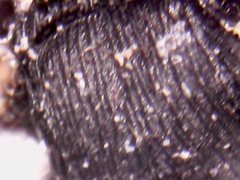 Amoimyrmex