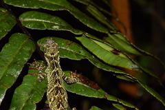 Anolis podocarpus
