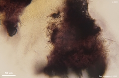 Proliferodiscus pulveraceus