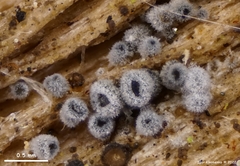 Proliferodiscus pulveraceus