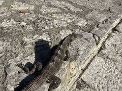 Ctenosaura similis