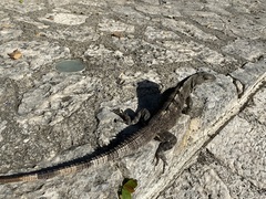 Ctenosaura similis