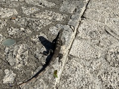Ctenosaura similis