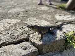 Ctenosaura similis
