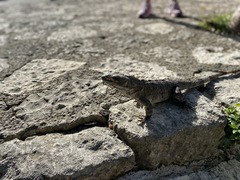 Ctenosaura similis