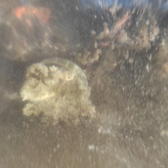 Cassiopea frondosa
