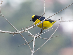 Euphonia trinitatis