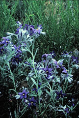 Halgania sericiflora