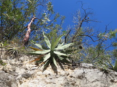 Agave xylonacantha