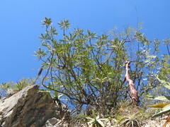 Pseudosmodingium virletii