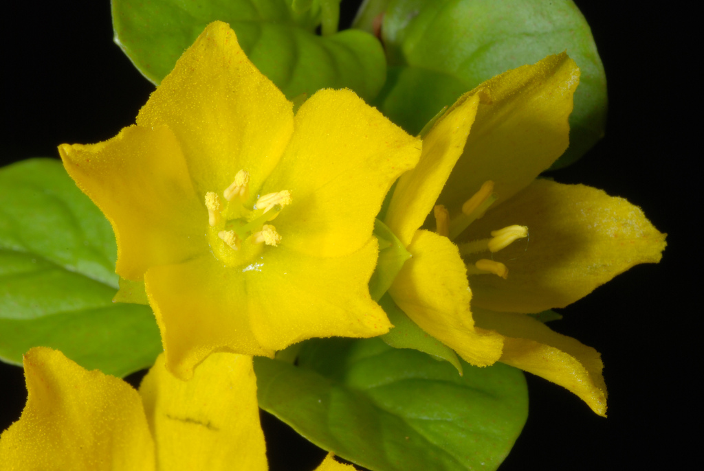 creeping Jenny (Lysimachia nummularia) · iNaturalist