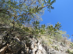 Pseudosmodingium virletii