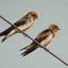Streak-throated Swallow - Photo (c) Dave Curtis, some rights reserved (CC BY-NC-ND)