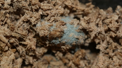 Penicillium