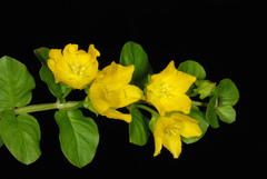 Lysimachia nummularia - Creeping Jenny (3.5