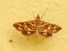 Sameodes iolealis