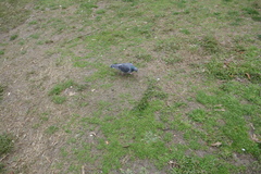 Columba livia domestica