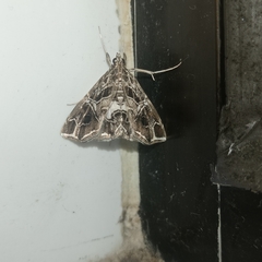 Paracymoriza