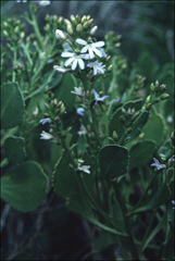 Scaevola crassifolia