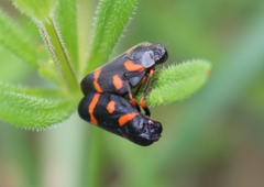 Cercopis intermedia