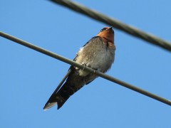 Hill Swallow photo 3