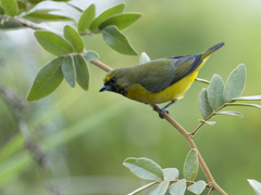 Euphonia trinitatis