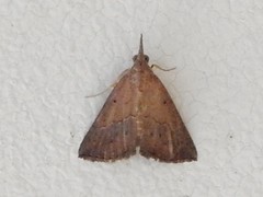 Rhynchina obliqualis