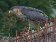 Accipiter nisus